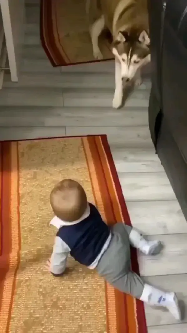 This Husky cute Dog Loves Baby 😍😍