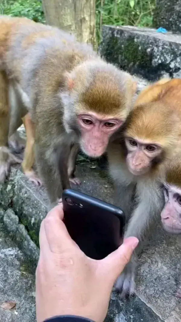 📱 🐵🐒🐒