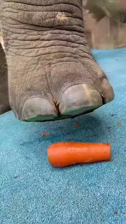 Elephant crushing carrot