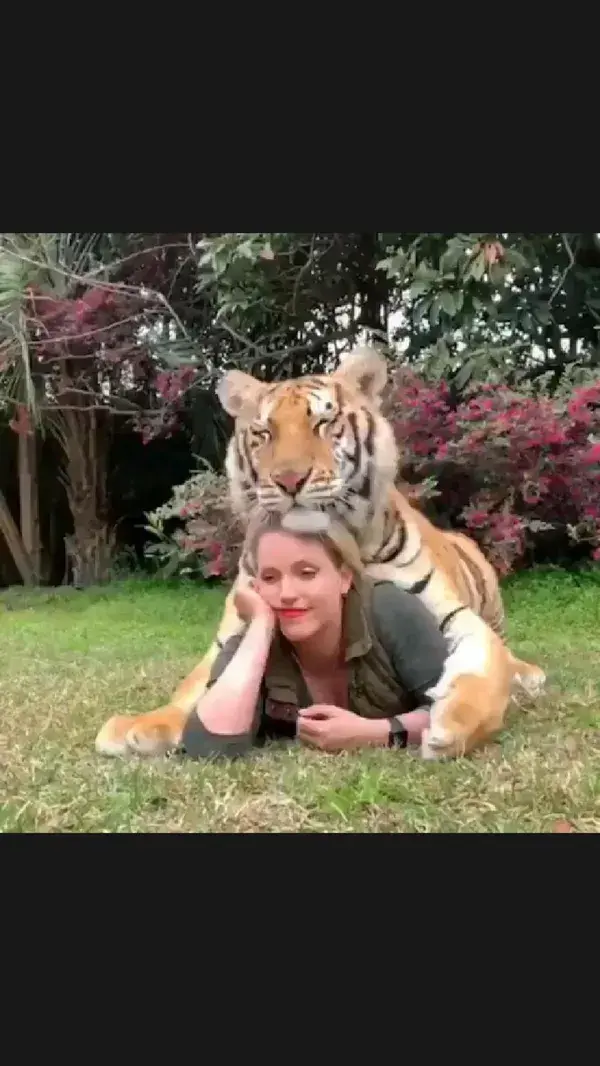 🐯