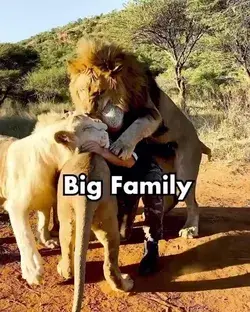 Lion Love!!