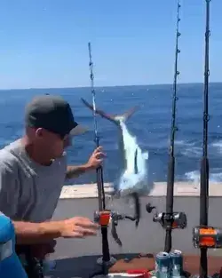 Marlin Fishing Jumps In Boat