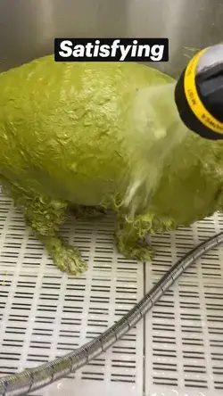 The Green shampoo rinses out its  amsk for the fur & doesn't stain satisfying