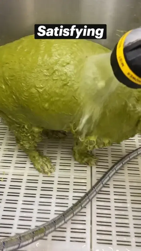 The Green shampoo rinses out its  amsk for the fur & doesn't stain satisfying