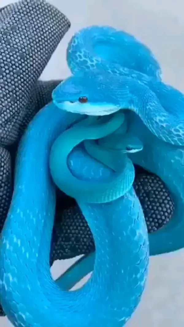 🐍