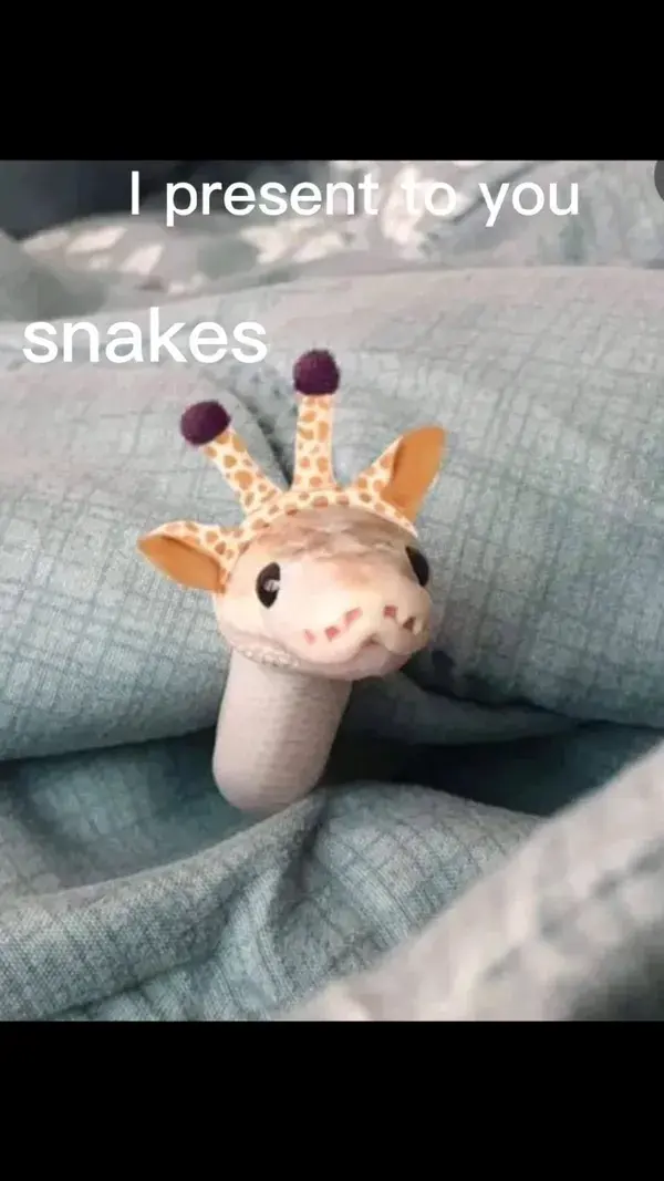 these are the most adorable snskes in hats