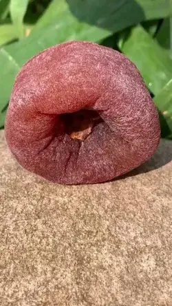 Guess the fruit