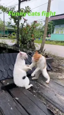 Funny cats fight