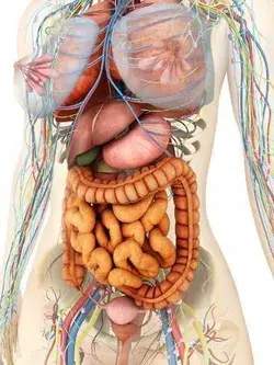 &#x27;Female Body Showing Digestive And Circulatory System&#x27; Photographic Print - Stocktrek Imag