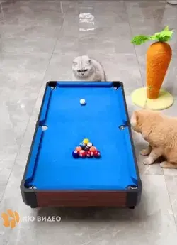 🐈 🎱