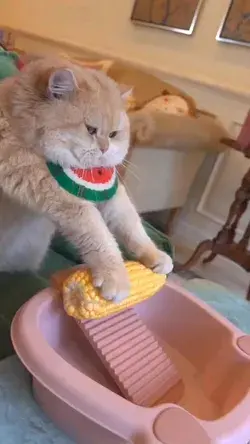 cat cook