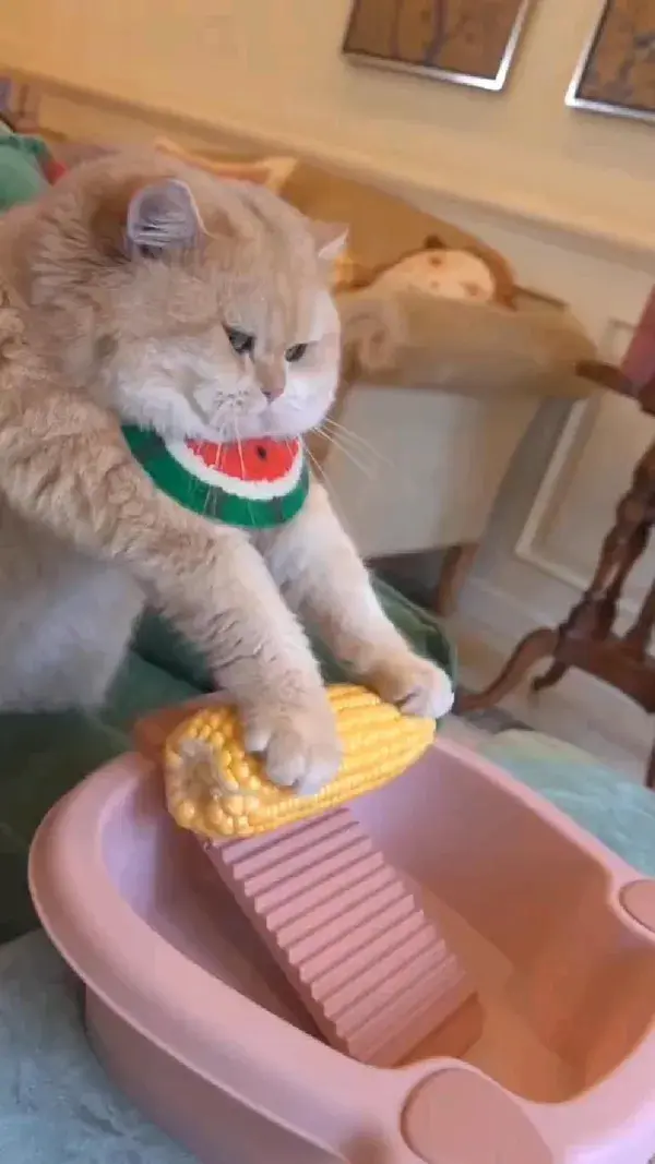 cat cook