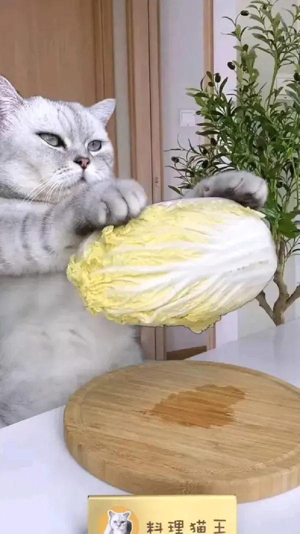 cat is cooking Amazing  food for you🐆🐆... #cat #food #cooking