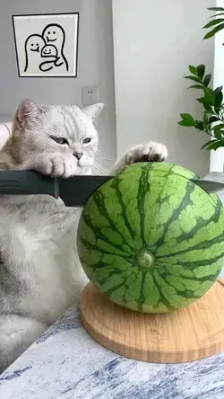 Cat making a Fruit juice 😂