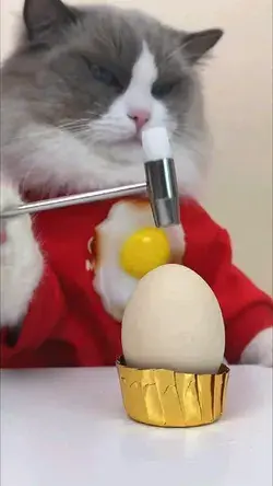 Cat cooking food video 🐈🐈 #cat #food #cooking