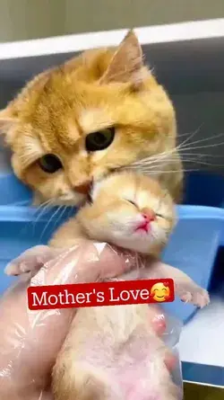 Mother's Love🥰