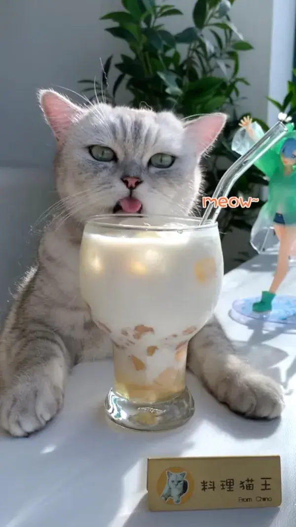 Cat chef makes healthy milk tea