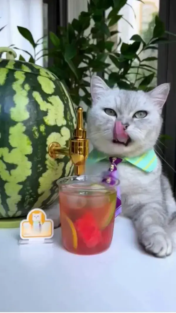 Kitty making watermelon juice for you