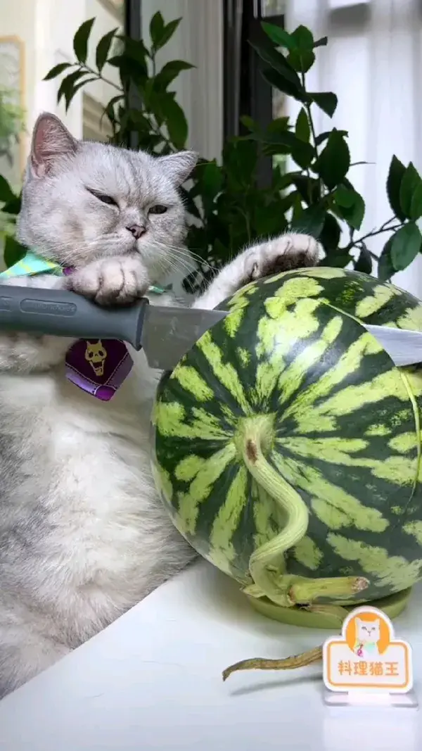 Happy watermelon bucket, the best way to eat watermelon in summer