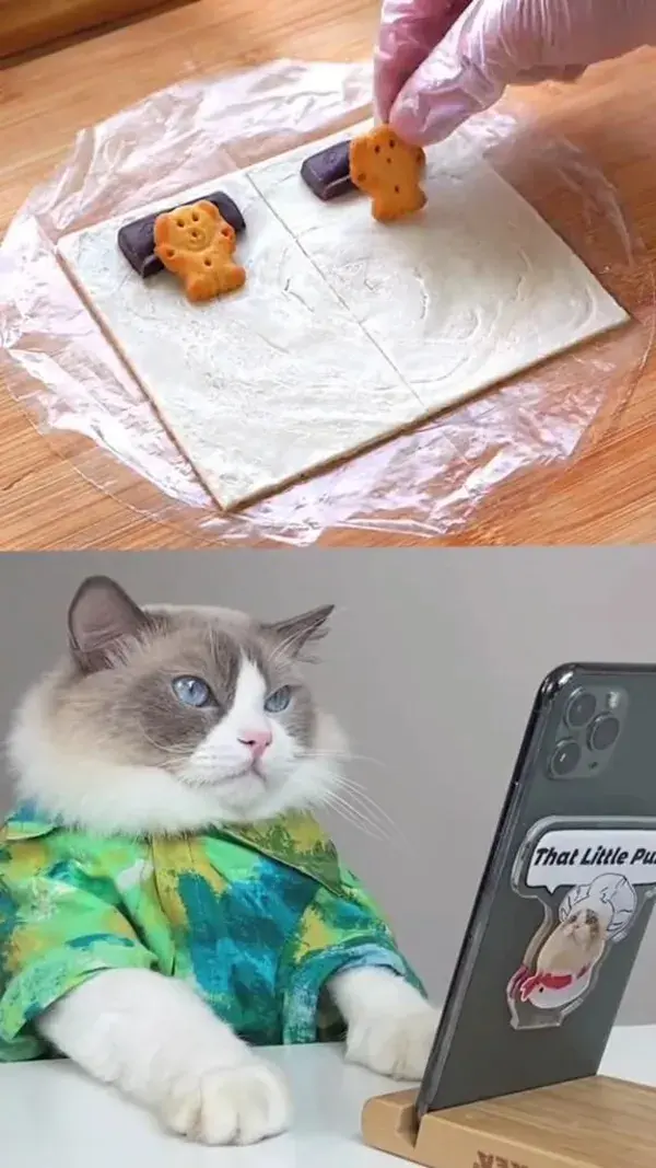 Wait For The End 🤣 Funny Cat