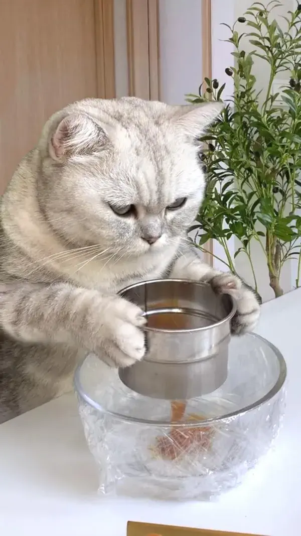 This cat almost became Michelin chef.