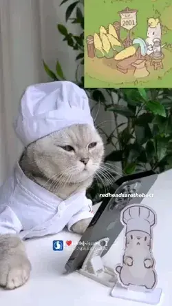 cat cooking