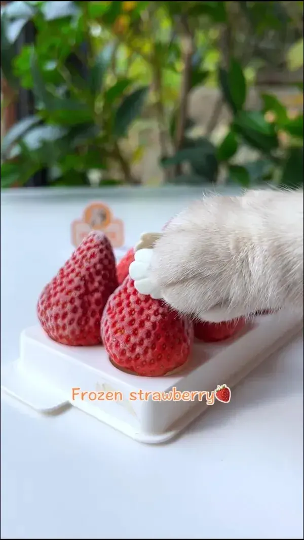 Sweety Cat Cook Sweet Strawberry Condensed Milk | Homemade Drink Recipe