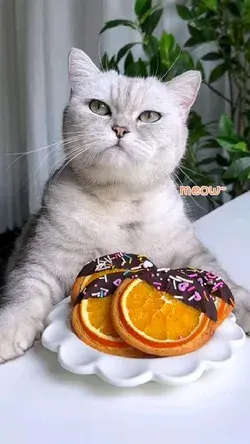 chef cat ❣❣😂🐈