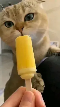 Cute Cat Video | Cats Humor | Cat Memes | Funny Cats