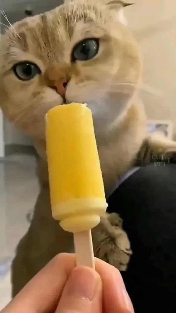cute cat | funny cat | cute cat videos