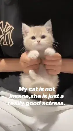 My cat is not insane,she is just a really good actress.