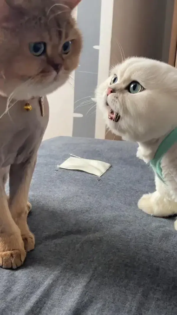 Cute cat blame to his brother