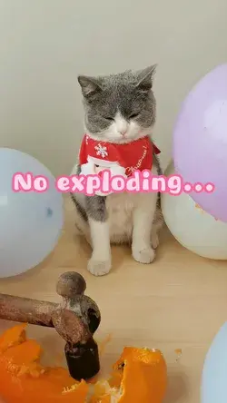 Cat Life Hack: When Balloons Meet Orange...