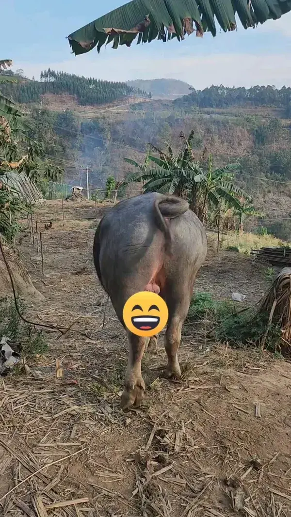 funny video 🤣