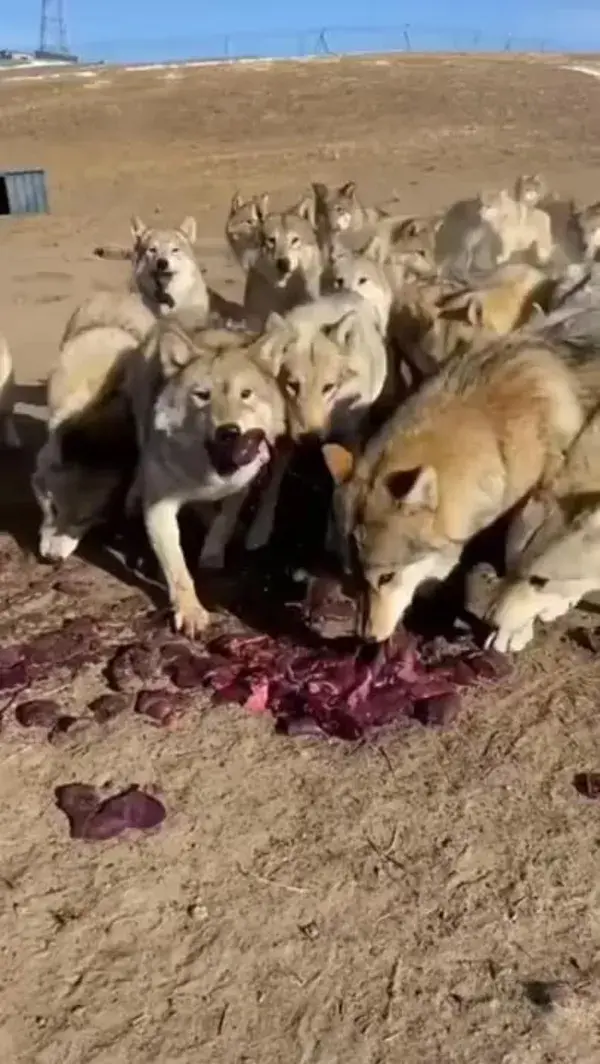 hungry wolves