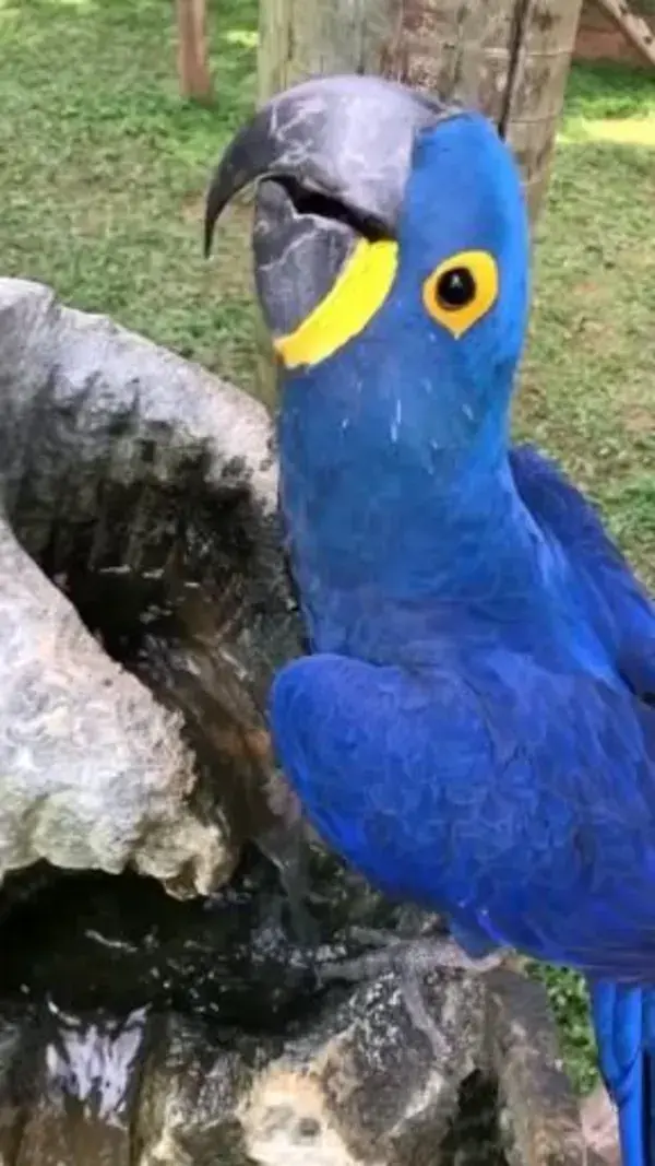 🦜💦