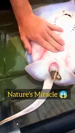 Stingray giving birth Cr: @boyswithnature (IG)