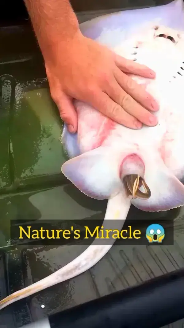 Stingray giving birth Cr: @boyswithnature (IG)