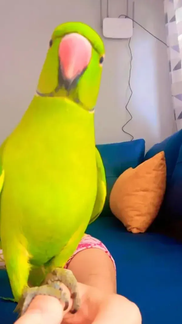 Ringneck Talking Parrot Speaking Face To Face