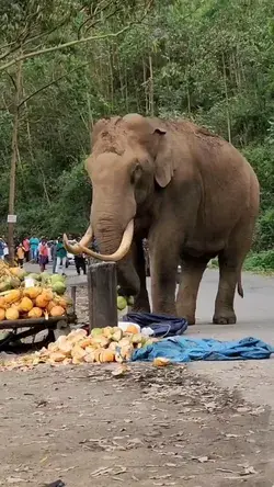 wild elephants from Kerala