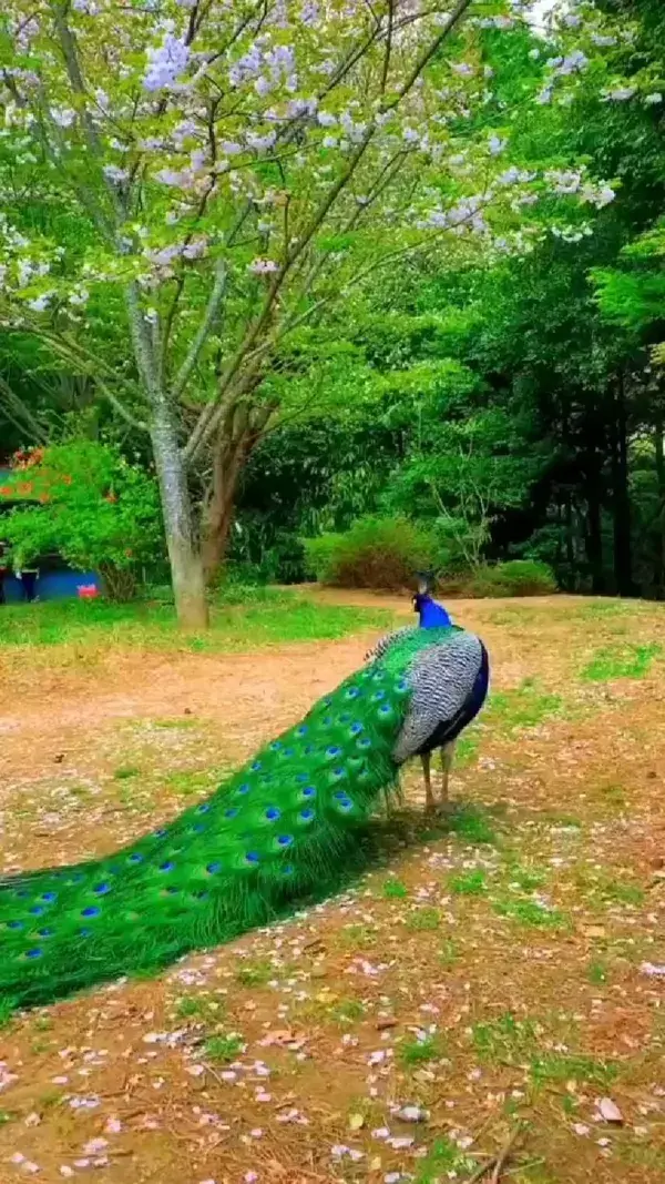 peacock