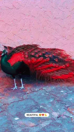 A beautiful peacock in full feather 🦚🥰🫶