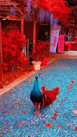 #redaesthetics#peacock#bird#video#china#redview#vibes#instagram#beauty#🦚#beautifulview#like#cn#love
