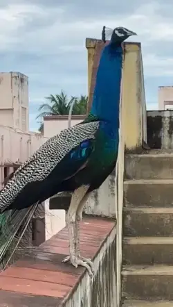 Beautiful peacock