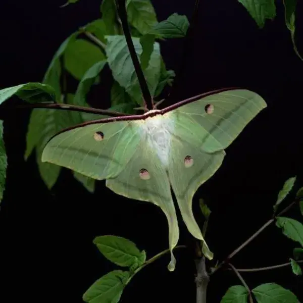 Photographic Print: Indian Moon Moth : 16x16in