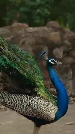 Peacock