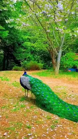 peatifull peacock dance