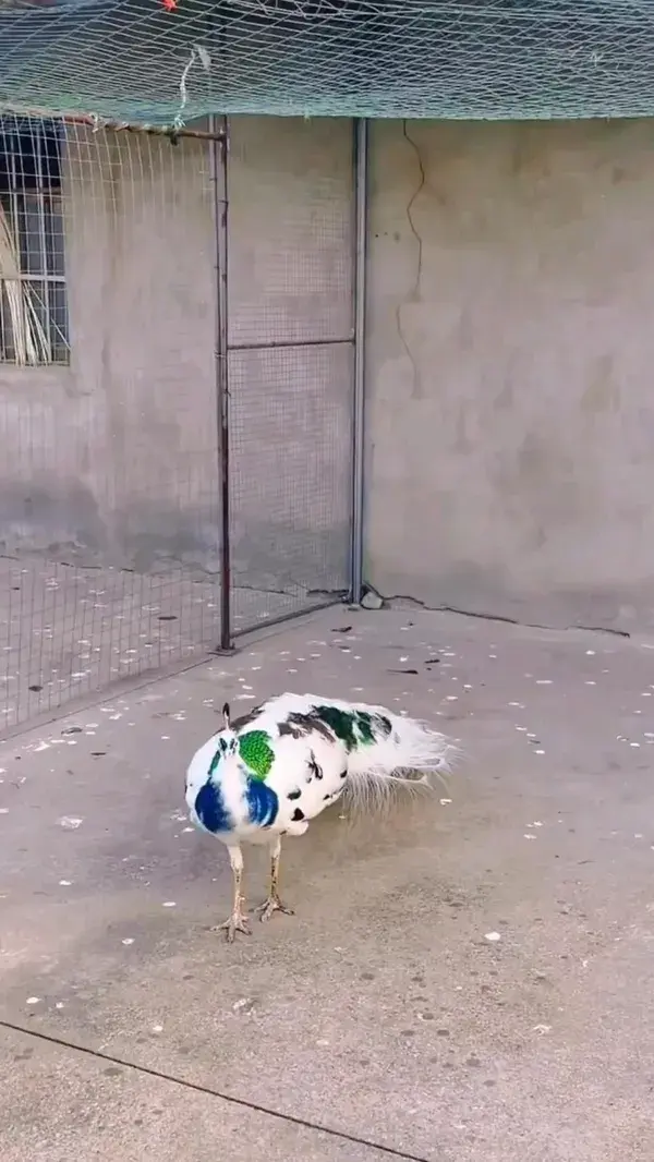 Amezing white peacock