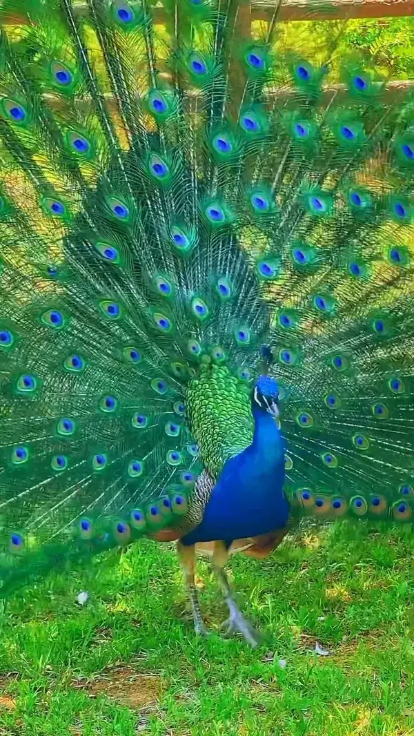 Peacock is spreading its wings worldwide.