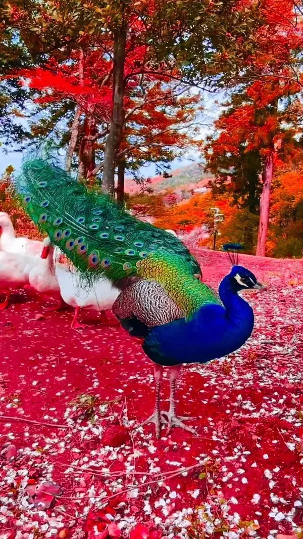 Peacock Dance.